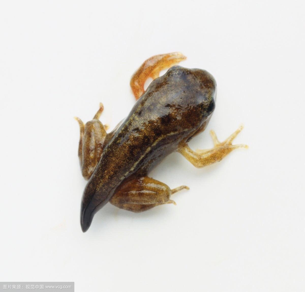 做一只有尾巴的青蛙