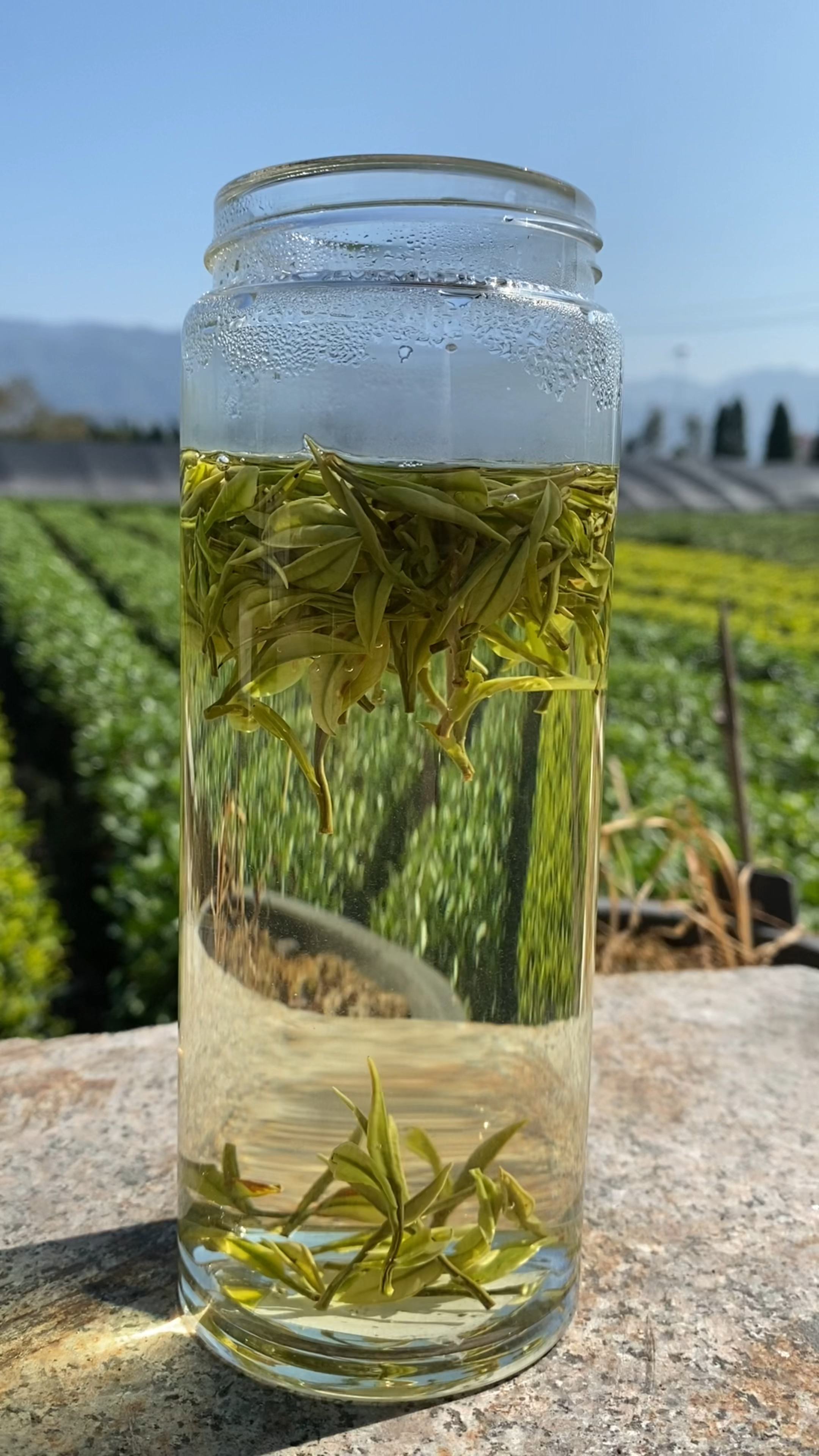 鲜爽回甘,香气馥郁!兰香浓浓,芽头饱满!——明前嫩芽安吉白茶-度小视