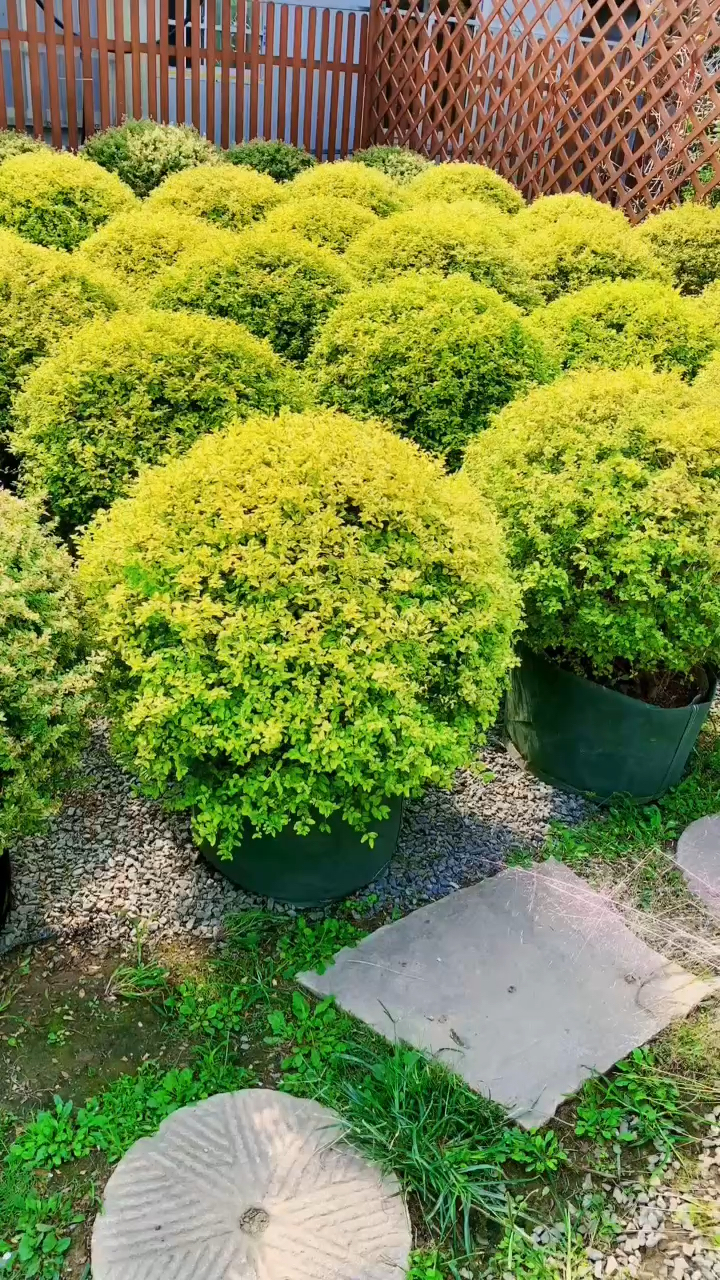 亮晶女贞球四季不落叶适合庭院别墅农家小院栽植-度小视