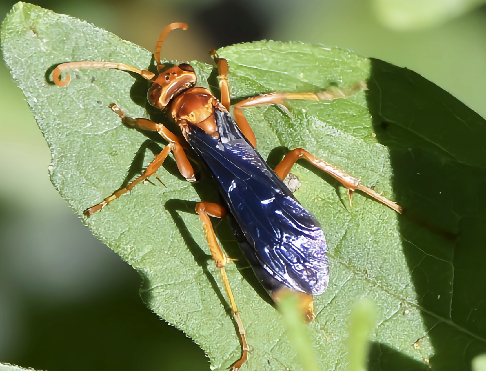 每天认识一种动物——汗蜂 汗蜂别名地花蜂,打洞蜂,广泛分布于世界