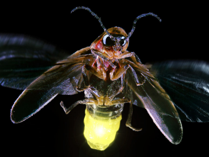 萤火虫幼虫会发光吗