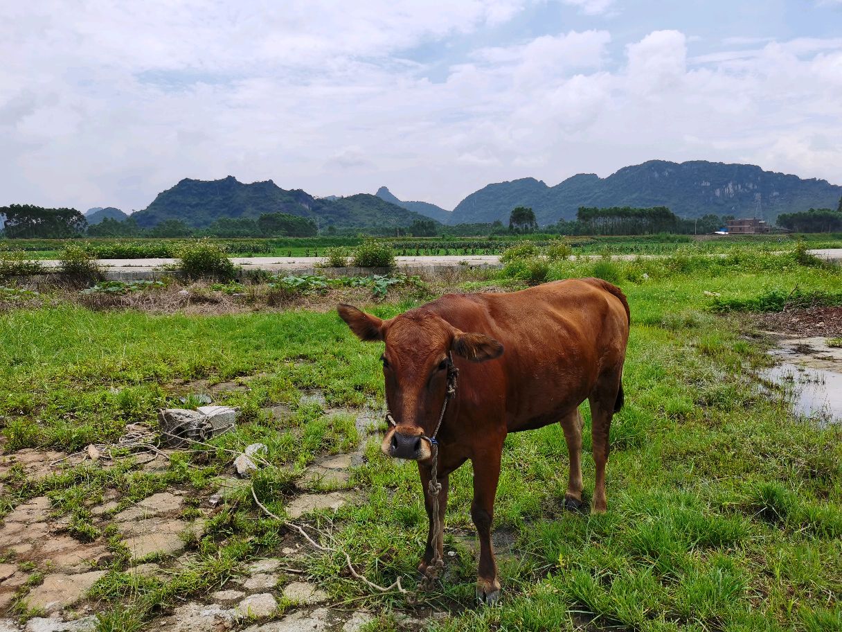 养黄牛 - 热门商品专区