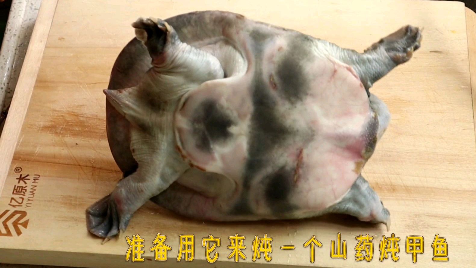 大厨花了200元买了一只甲鱼,和山药炖了一大锅,一顿都吃完了