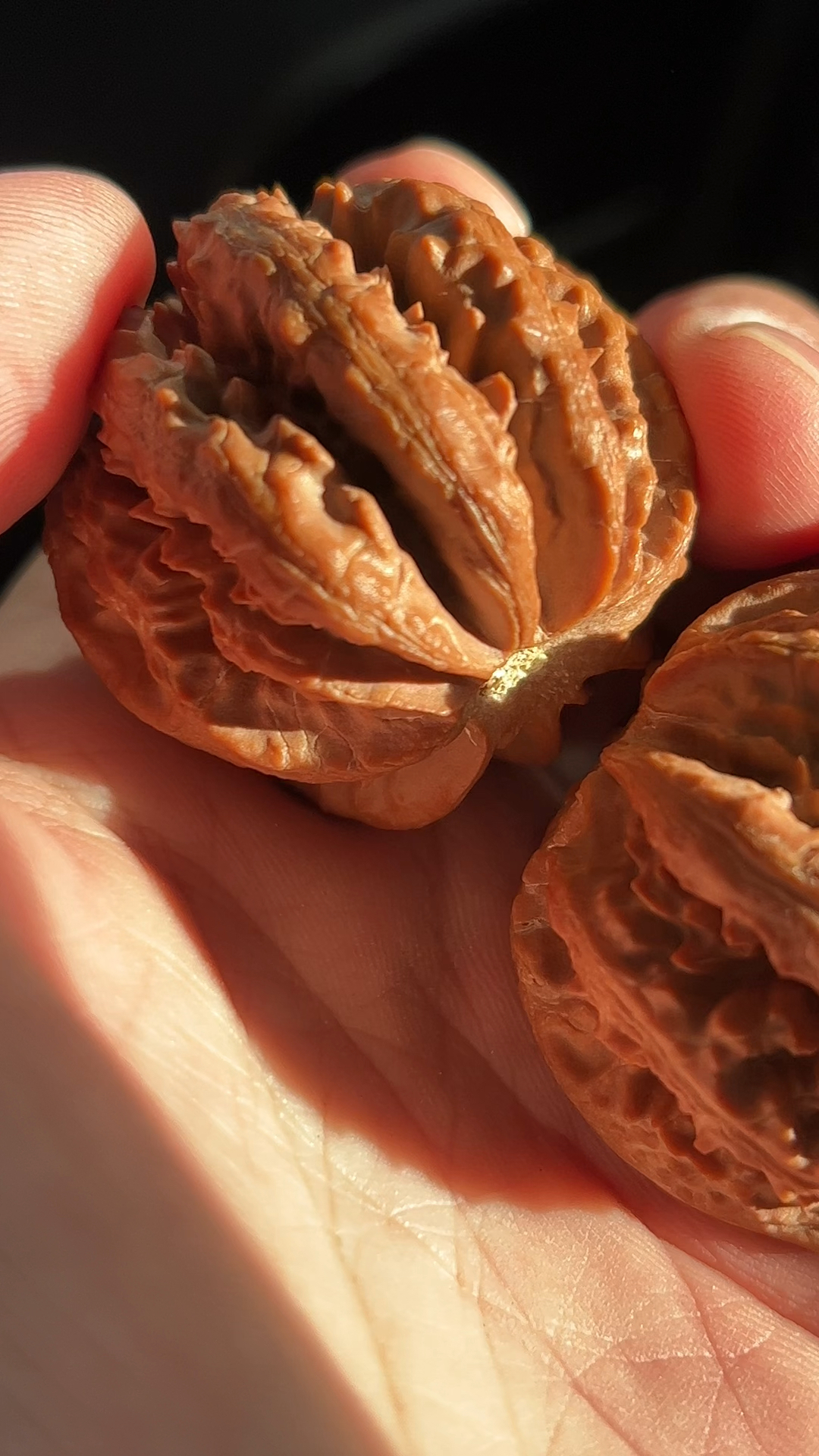 京八棱粗筋霸王龙,每一条纹路都生在大自然!-度小视