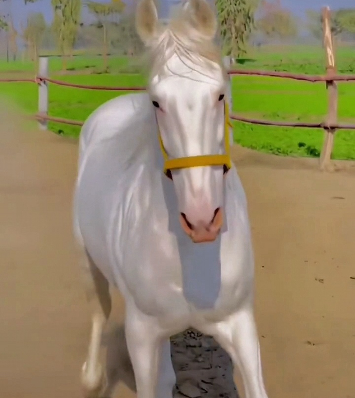 原来真的有"照夜玉狮子",看来古人诚不欺我!