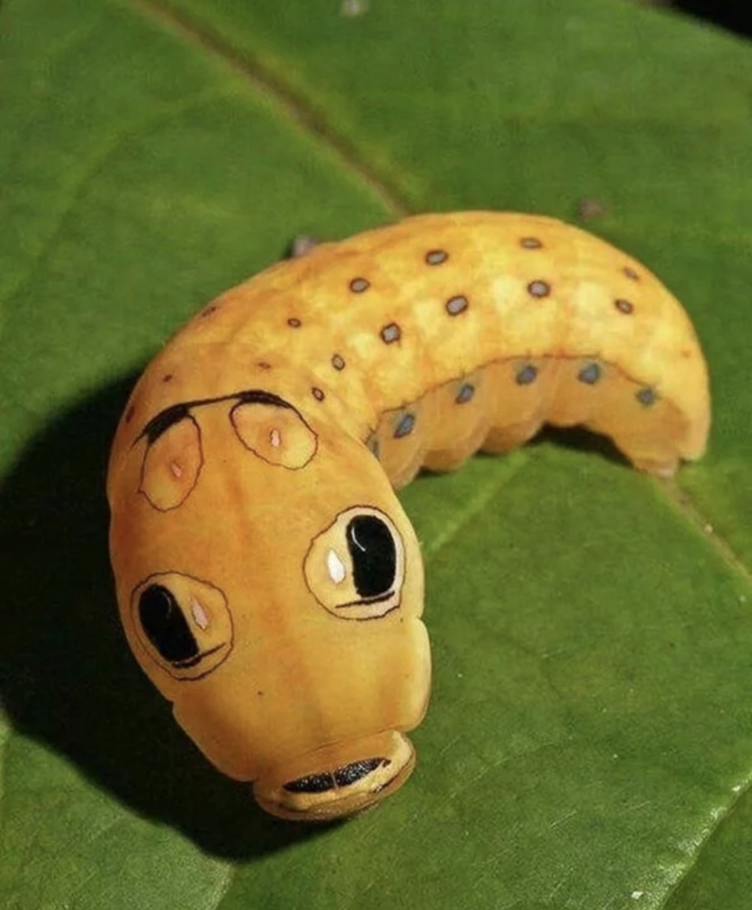 网友:其实虫宝宝也好可爱的,不知道它们将来变身蝴蝶是什么样子,我想