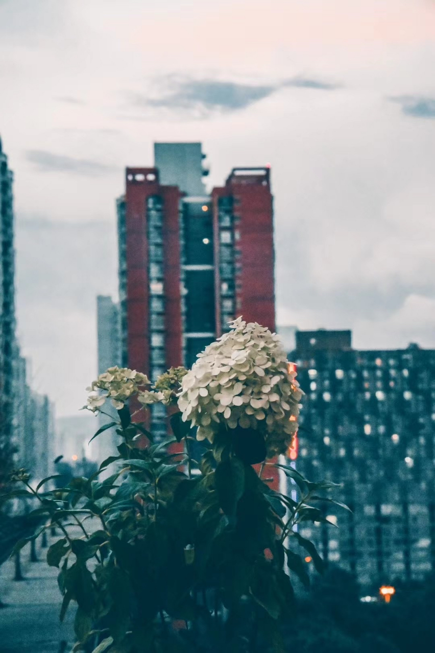 我们生活的城市,不光有钢筋混凝土盖的高楼大厦,也少不了这些绿色植物