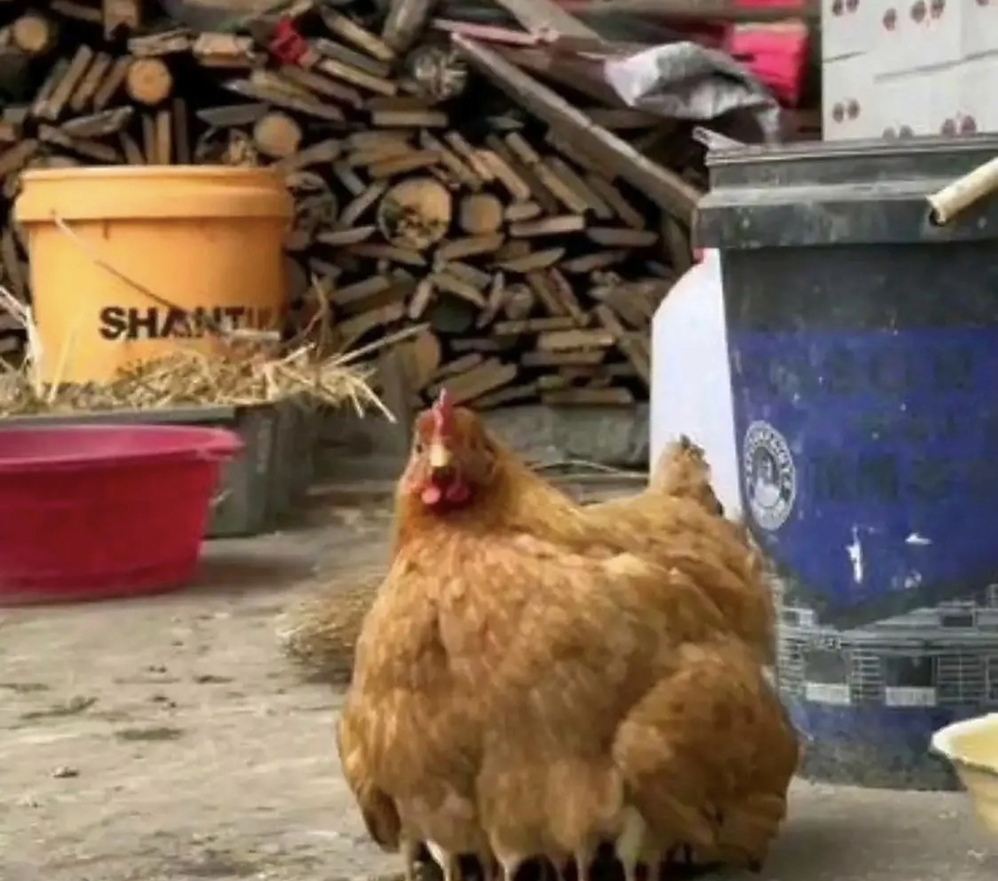 这是什么品种的鸡,怎么有那么多腿