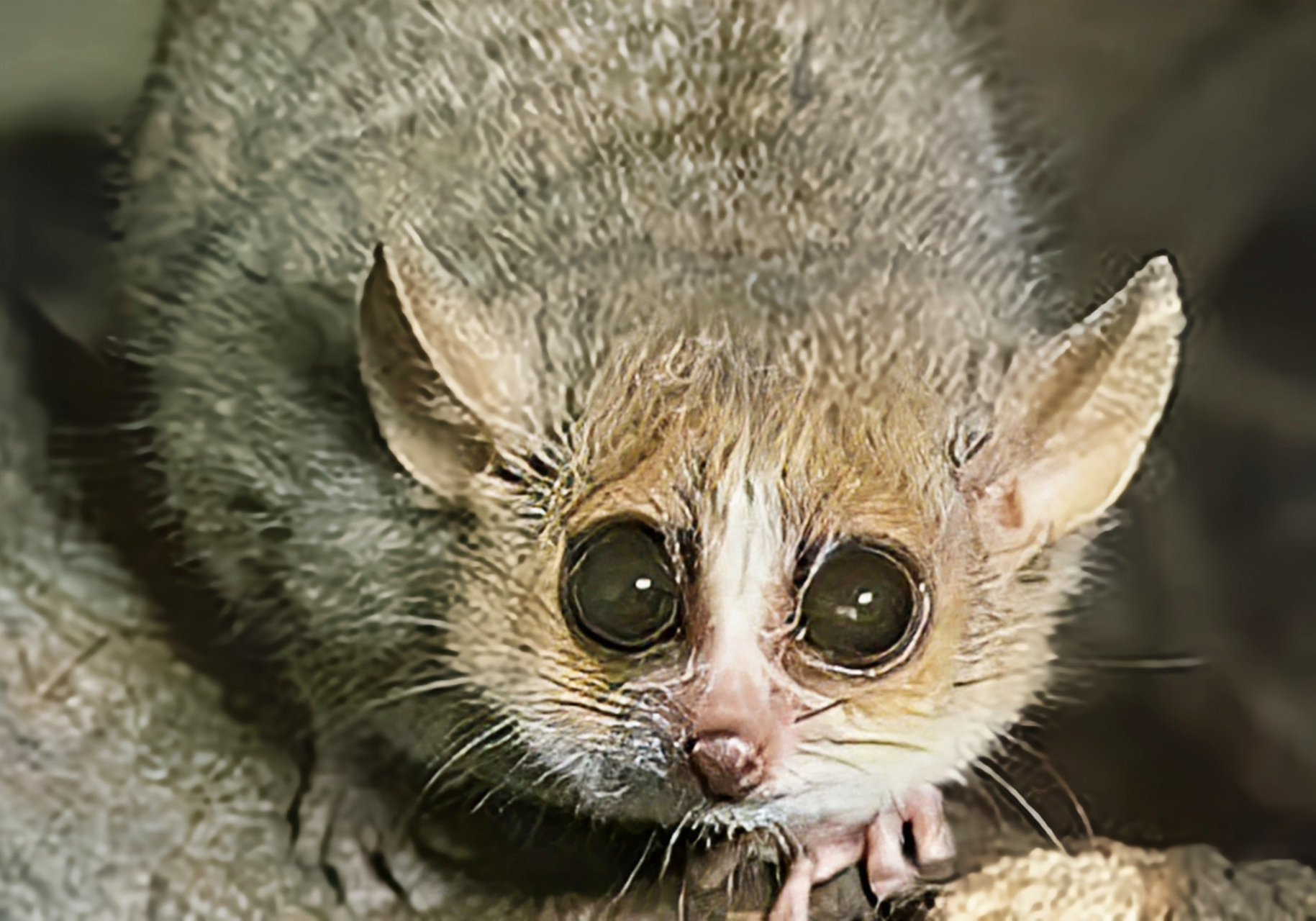 每天认识一种动物——毛耳鼠狐猴 毛耳鼠狐猴马达地斯加特有物种,毛耳