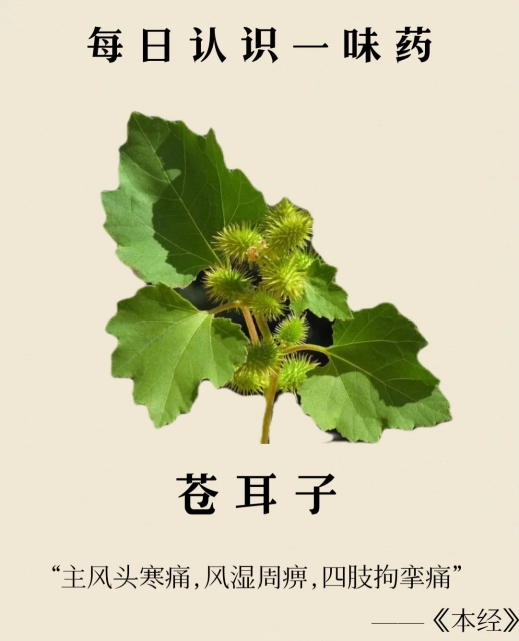 每天认识一味中药——苍耳子