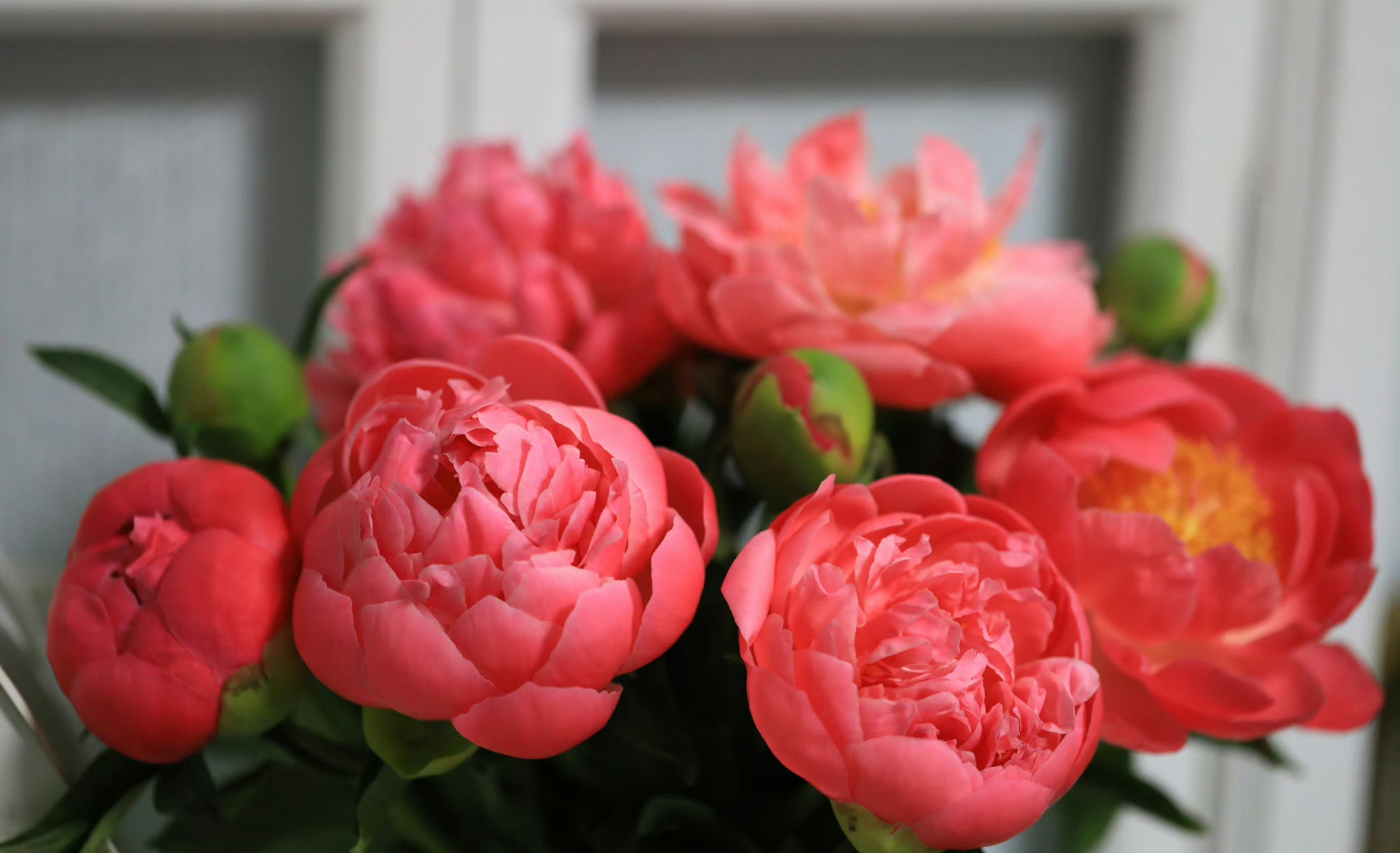 芍药鲜切花-落日珊瑚好美啊,我买了夏威夷珊瑚,比这个更偏紫色花苞,开