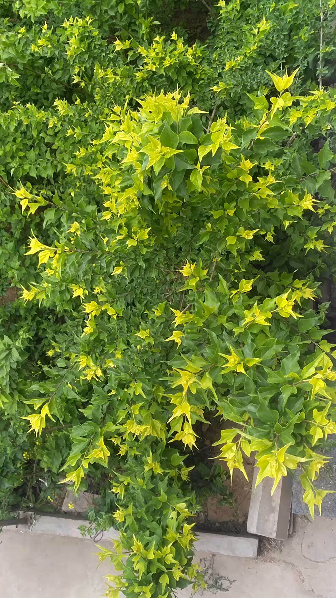 柘,柘树,新品种,彩叶皇冠