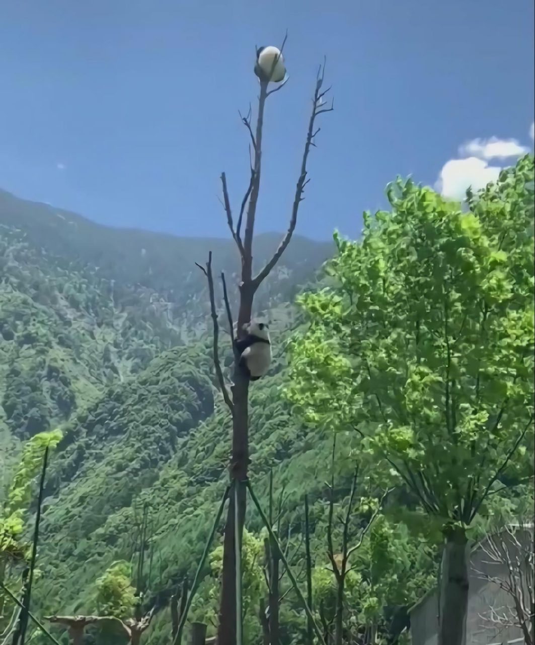 大熊猫会爬树,就是担心这个树枝有点细