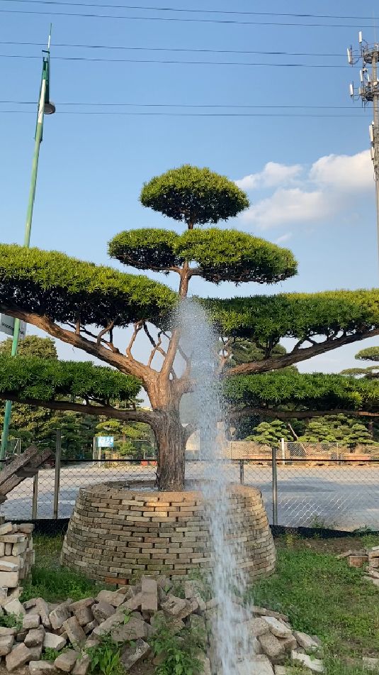 大型地景罗汉松,大鹏展翅,扶摇直上