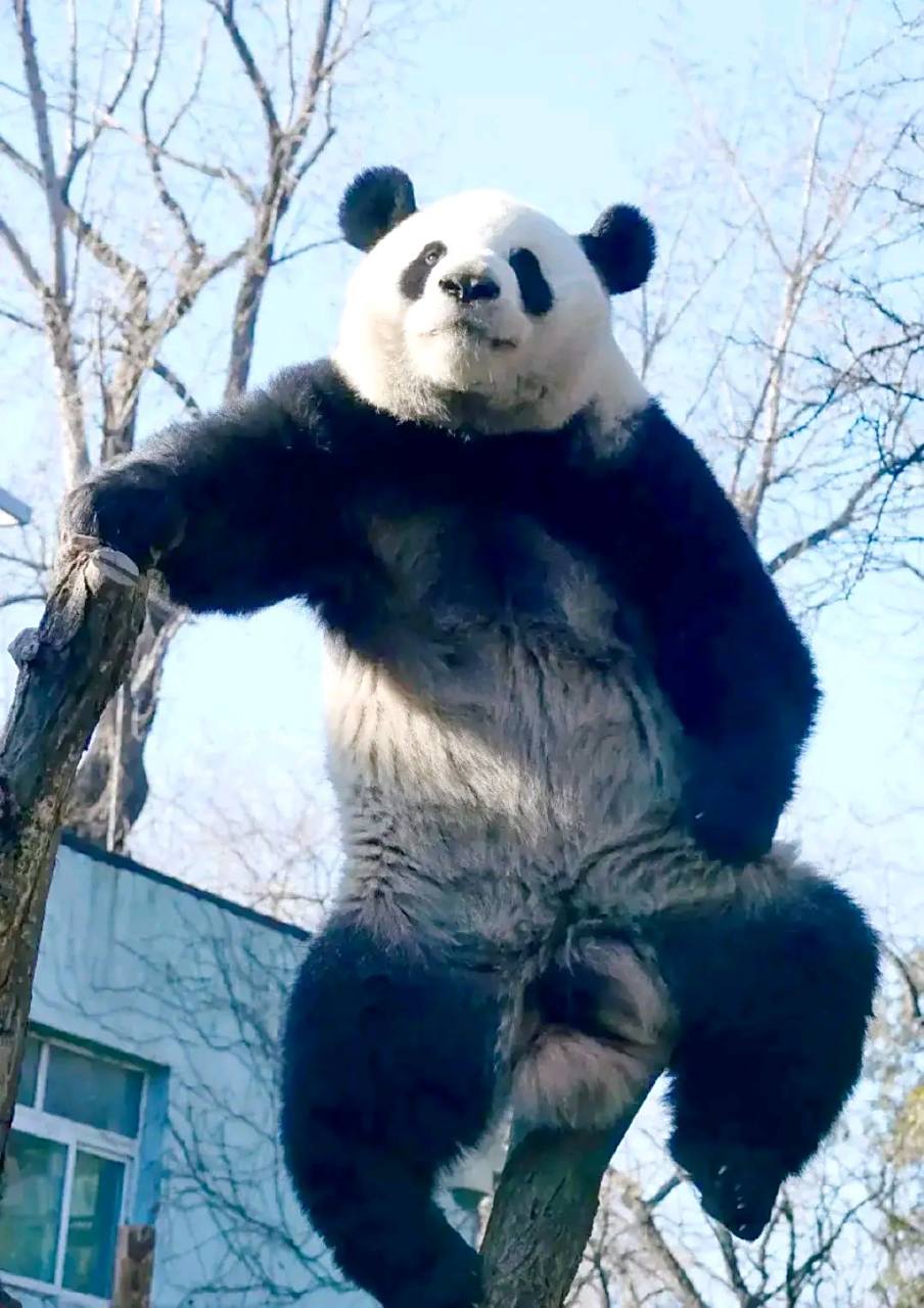 萌兰,熊猫界的传奇人物!