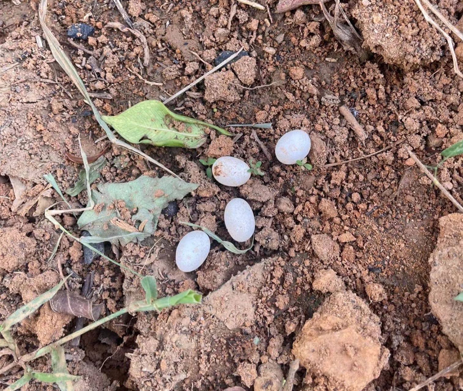 这是啥蛋?好可怕,土里挖出来的