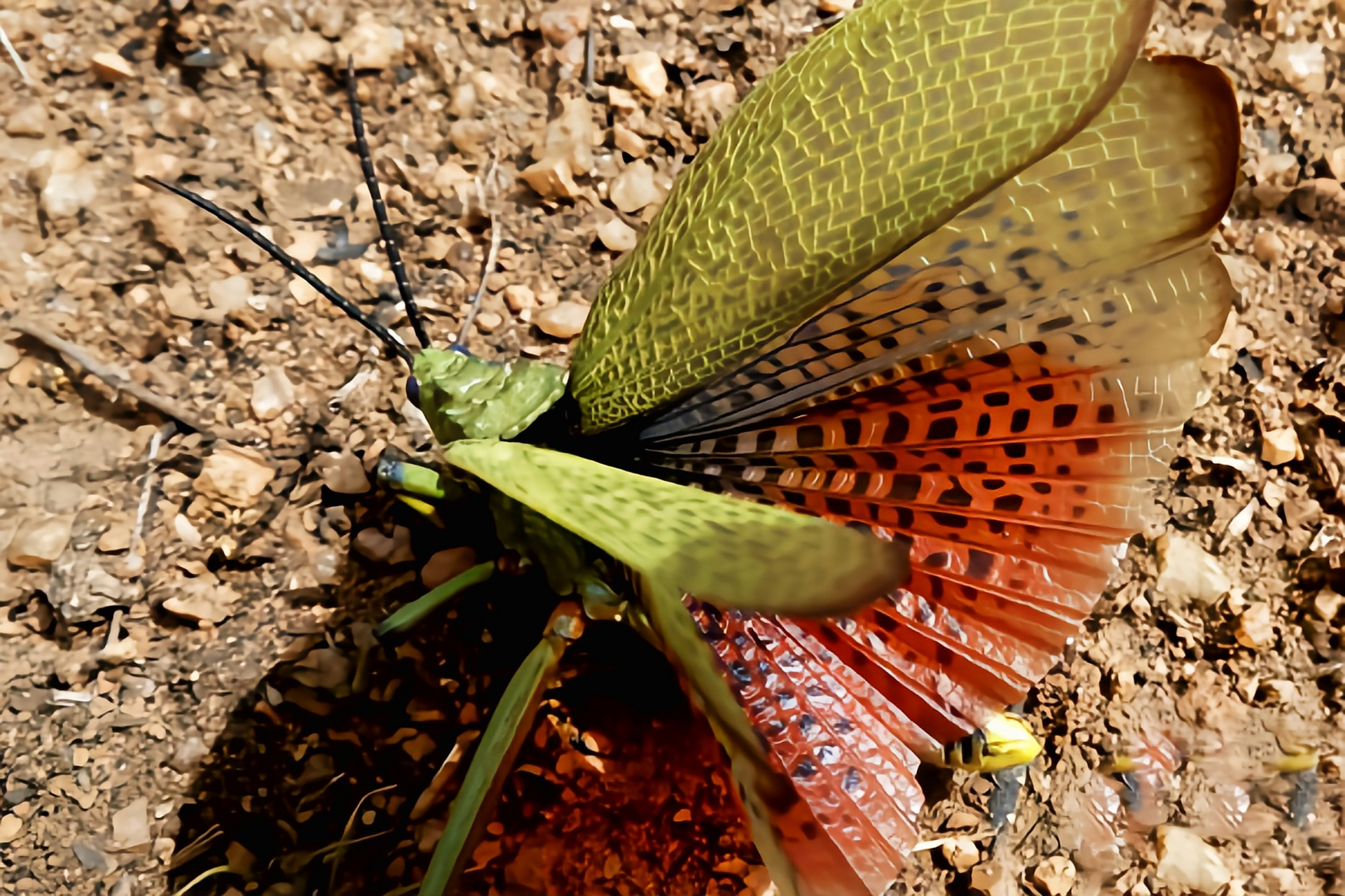 每天认识一种昆虫——绿色齿脊蝗 绿色齿脊蝗又名非洲丛林蚱蜢,体长5