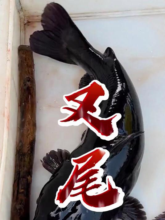 炭烤叉尾鱼,皮脆肉爆汁 叉尾鱼,也叫梭边鱼,炭烤好吃!