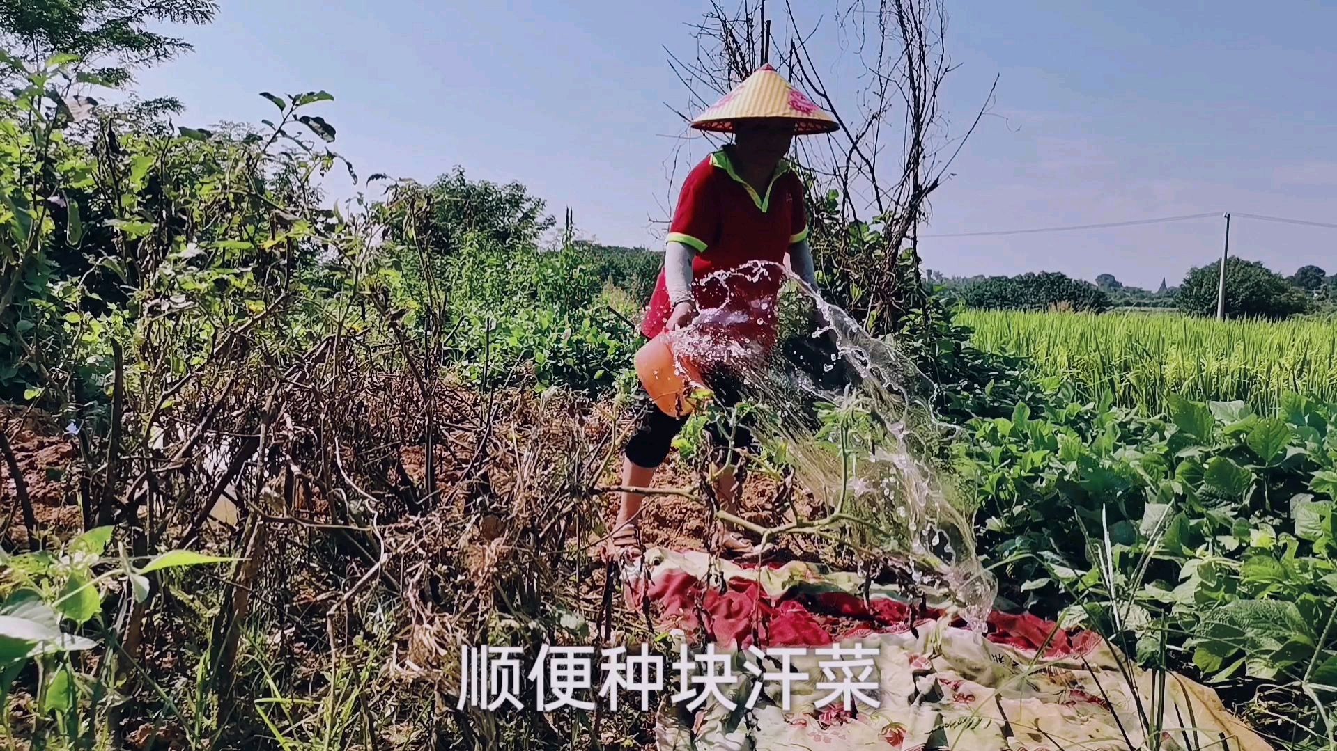 丽丽抢“末伏”种胡萝卜,这样种出的胡萝卜又红又高产