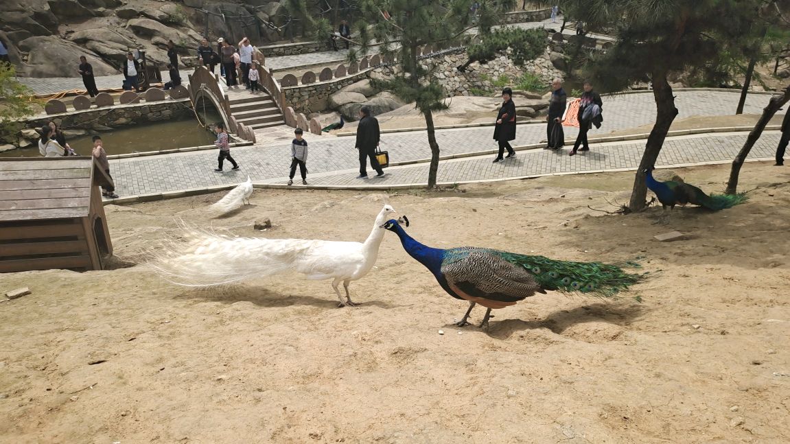 (随笔)方城德云山:春日的风情