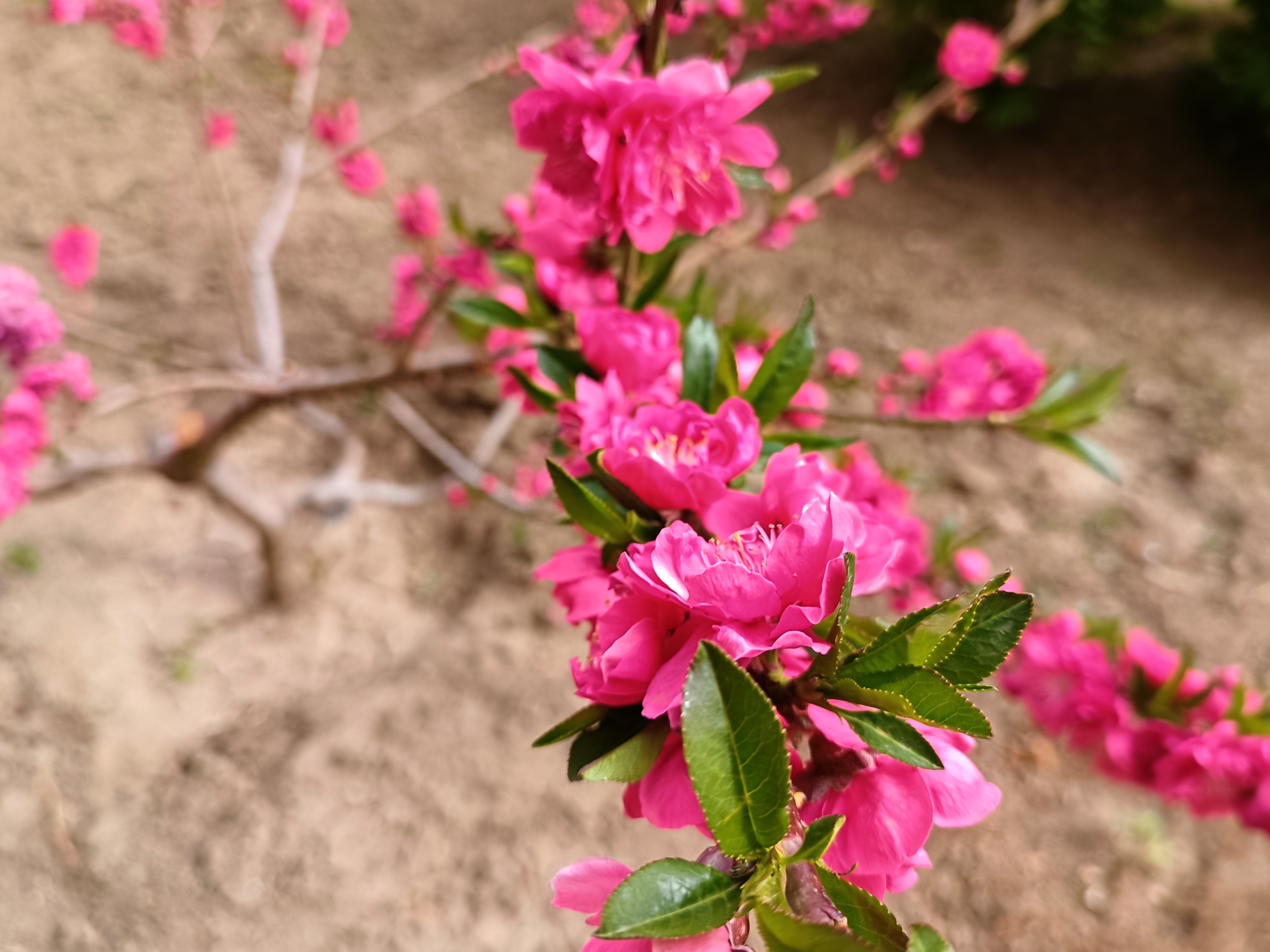 红花碧桃花期图片