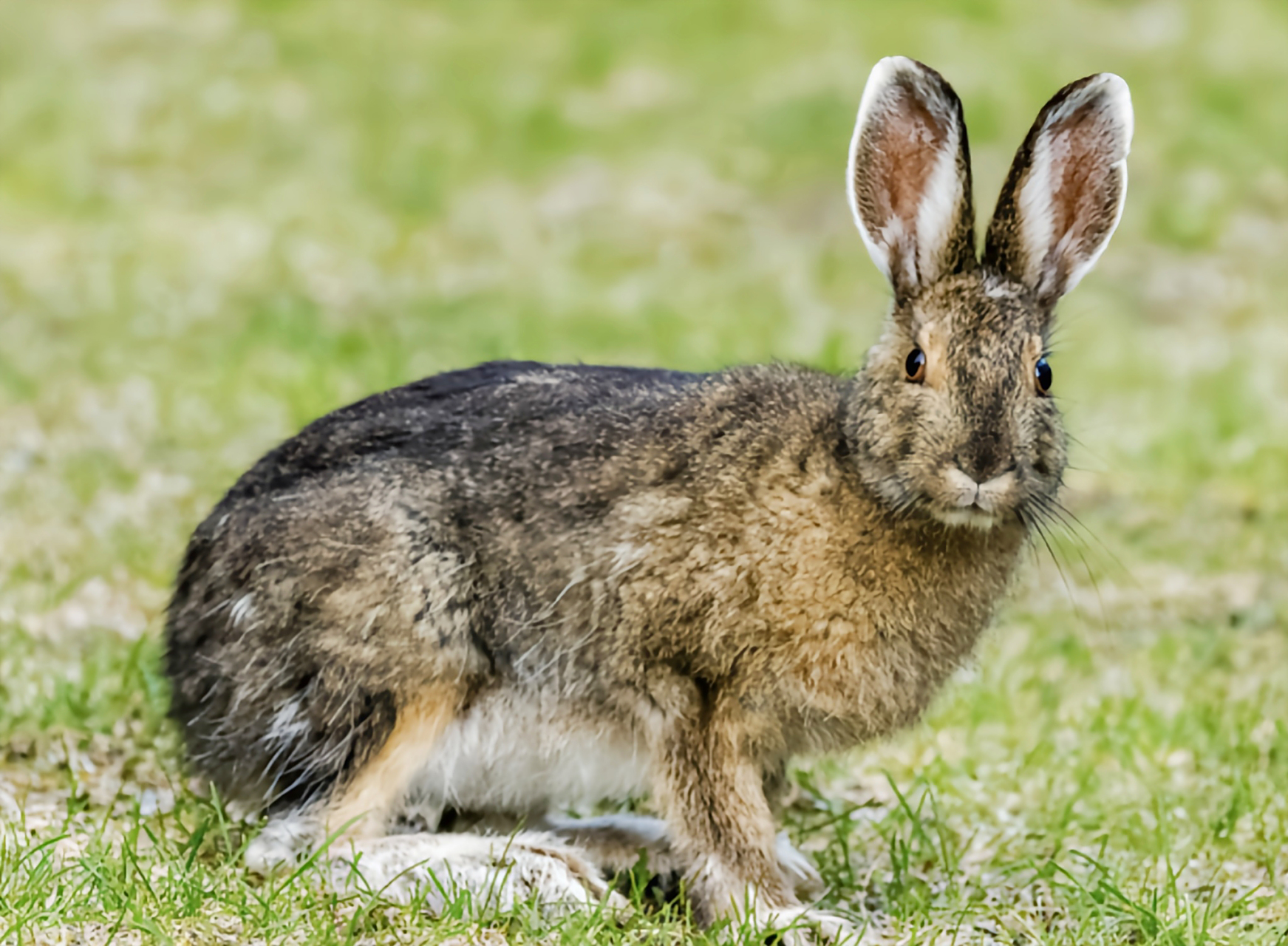3千克左右,体色随季节而变化,夏季为锈褐色,冬天白色,耳边有黑色绒毛.