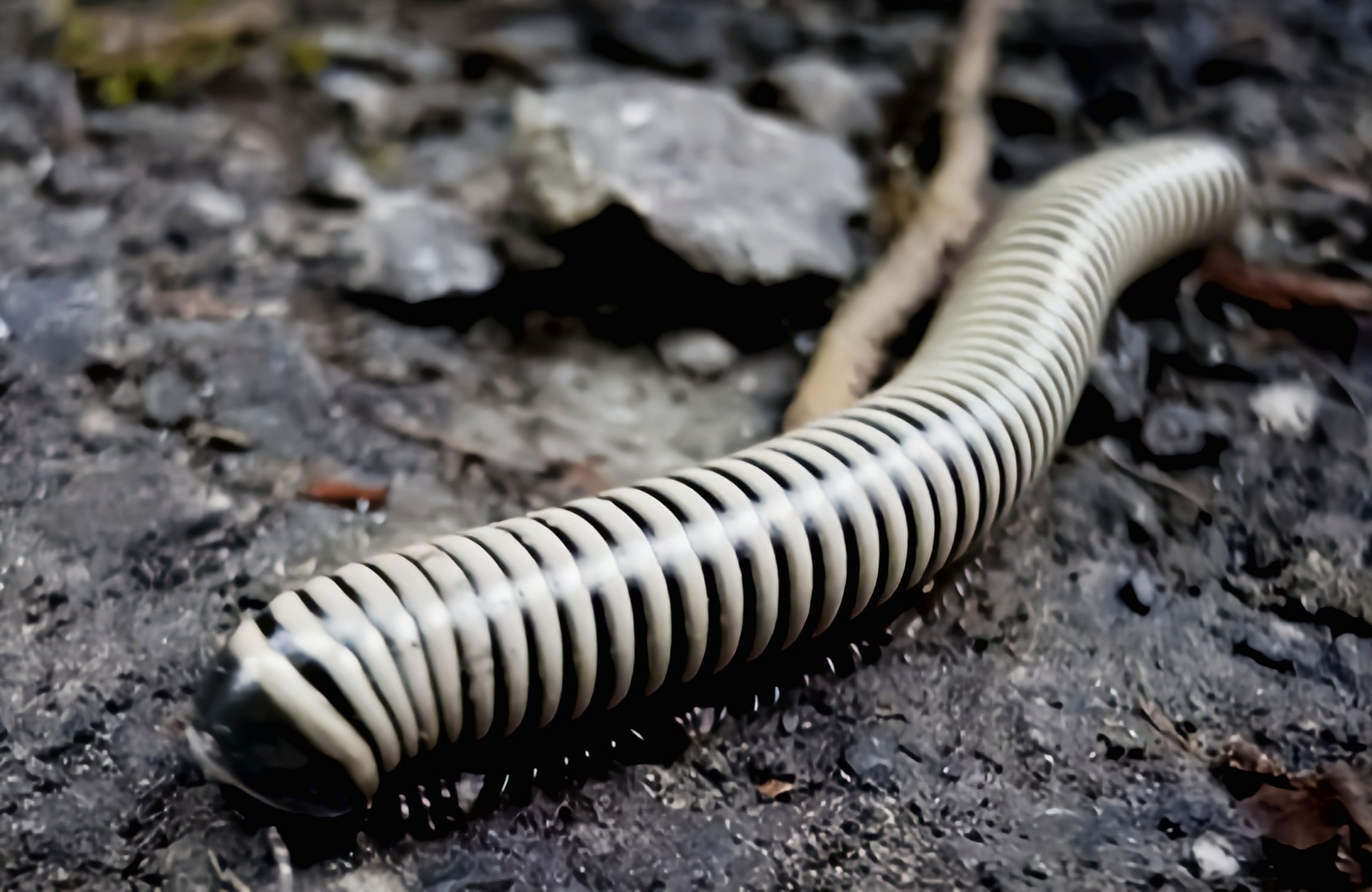 每天认识一种动物——金环马陆 金环马陆 别名燕山蛩,原产于亚洲东