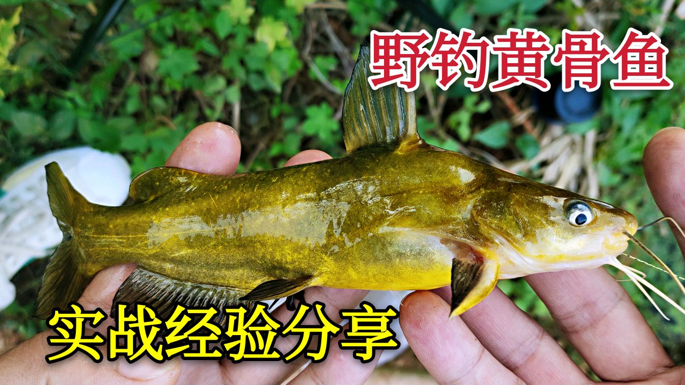 垂钓黄骨鱼，一定要掌握的3个技巧，再也不用羡慕他人