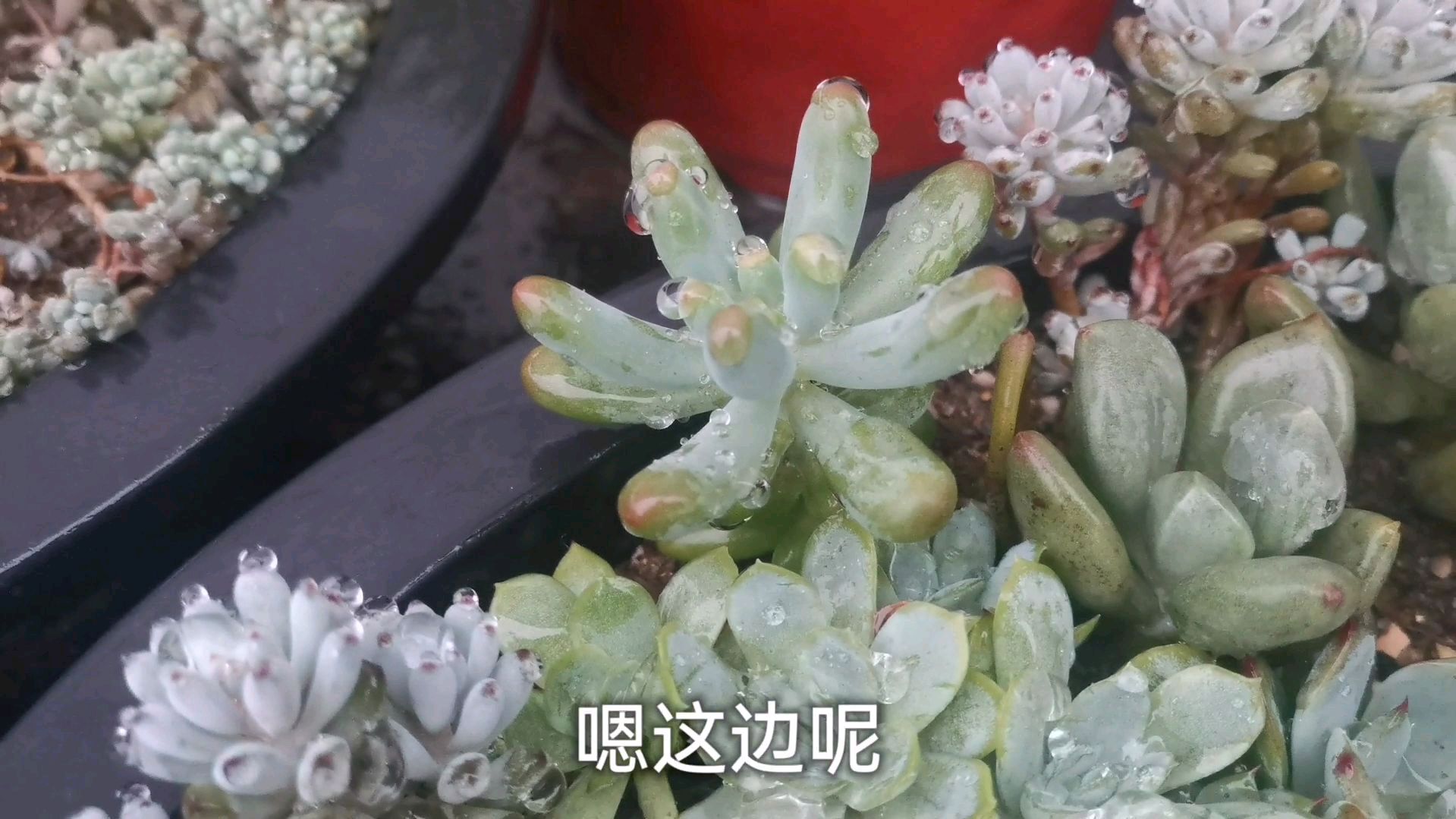 多肉没地方种,随便种个拼盘,现在长势很好