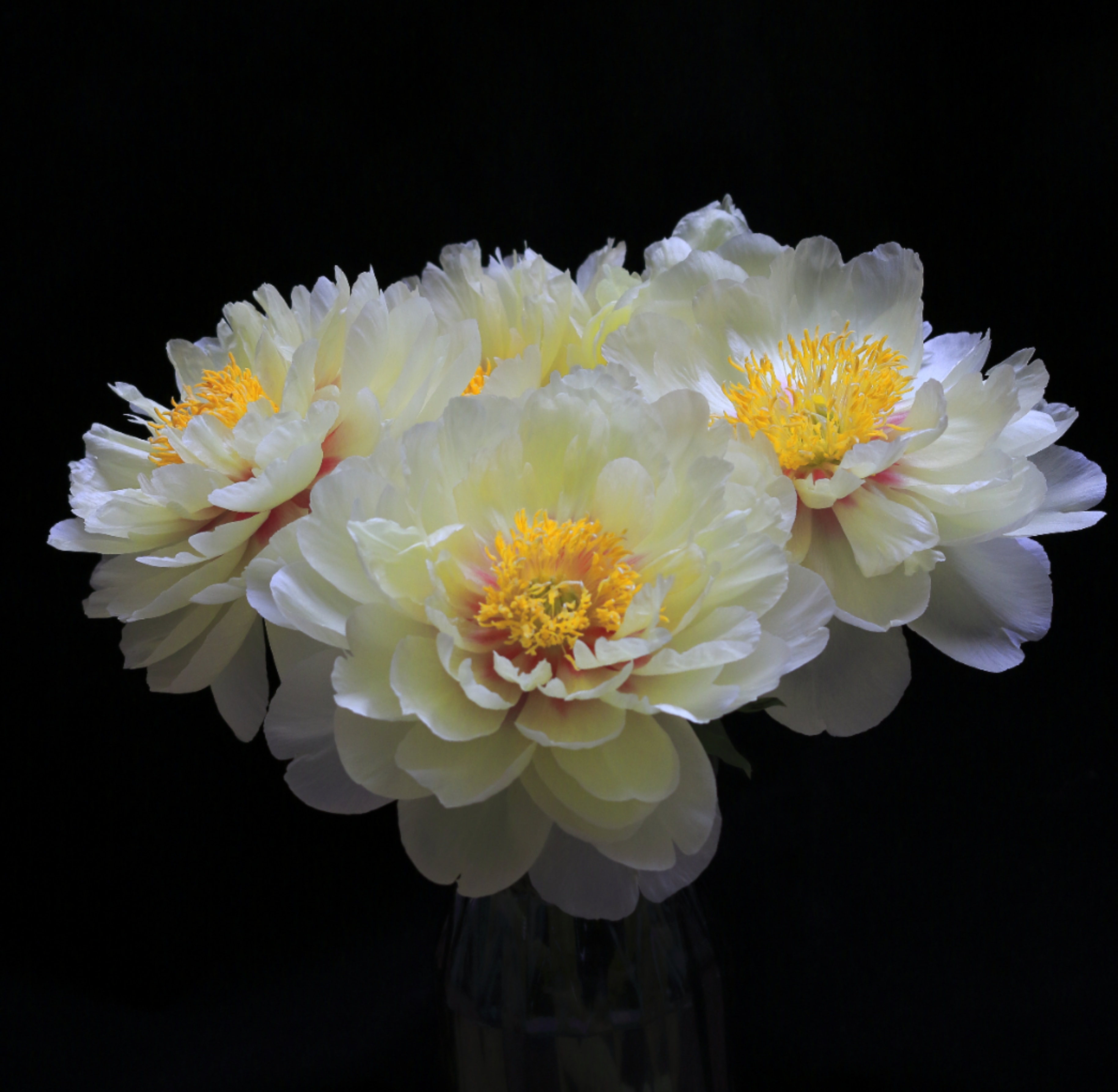 水陆缸里的水杨梅开花了