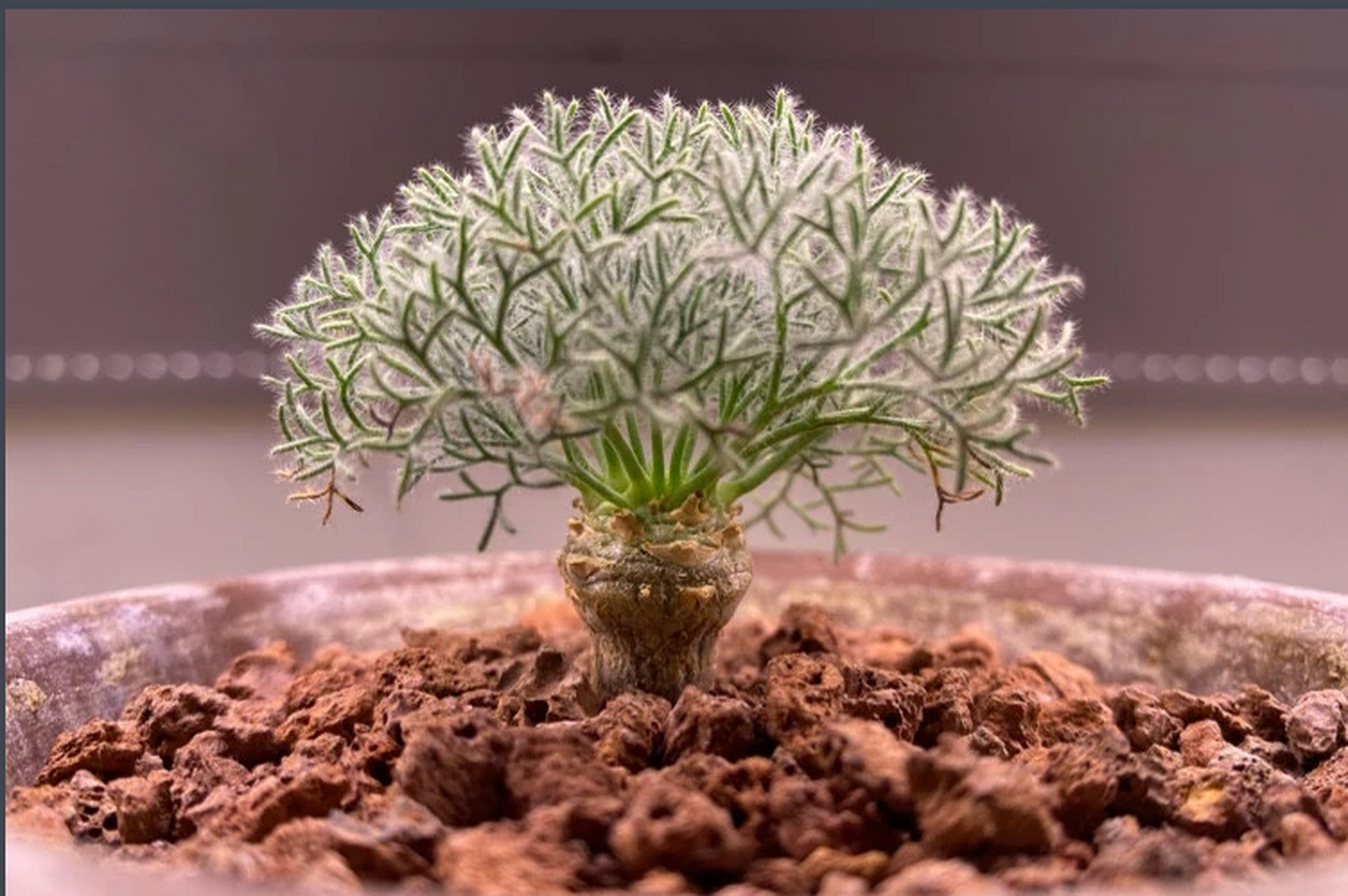 白皮月界的养殖需要适宜的生长环境,选择透气性好的