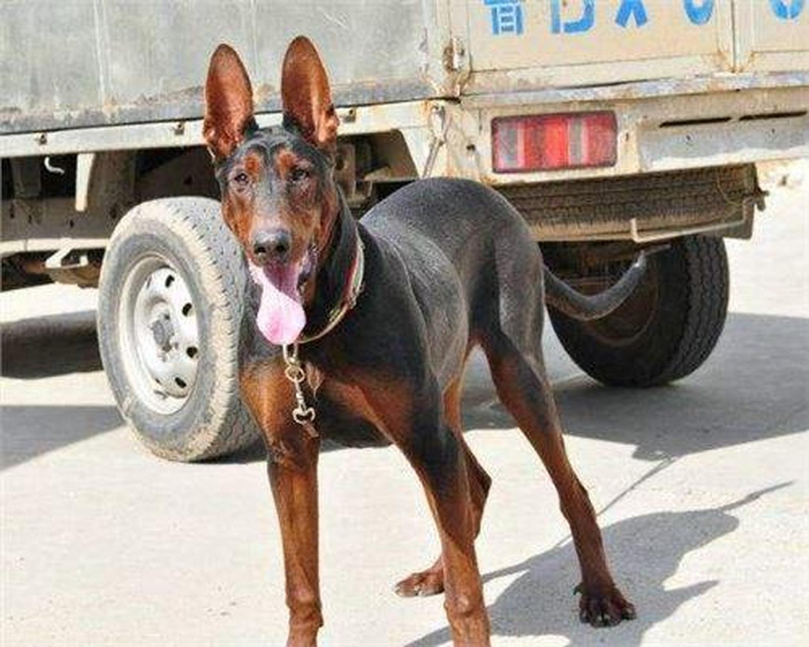 莱州红犬,又称中国山红犬,是上世纪七十年代末,山东莱州朱桥镇的养狗