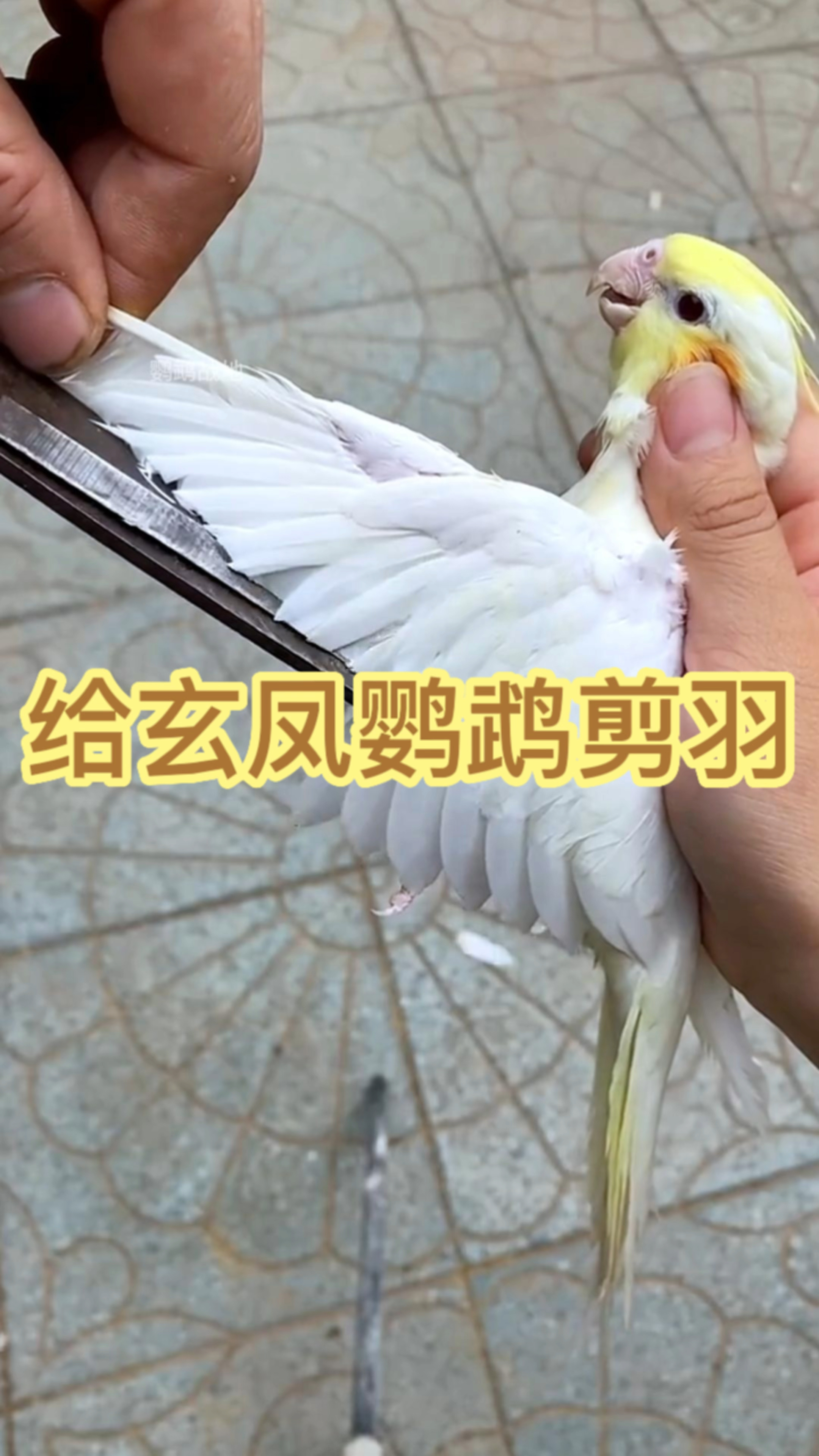 給玄鳳鸚鵡剪羽