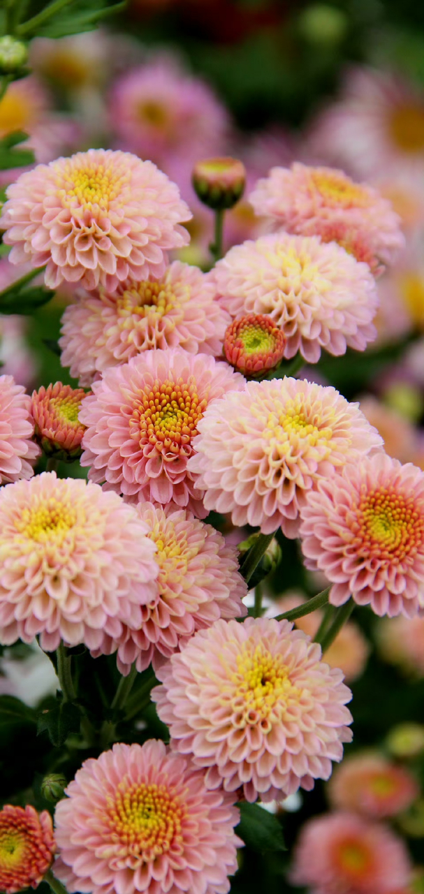 手机壁纸菊花爆满山又是一年菊开时.