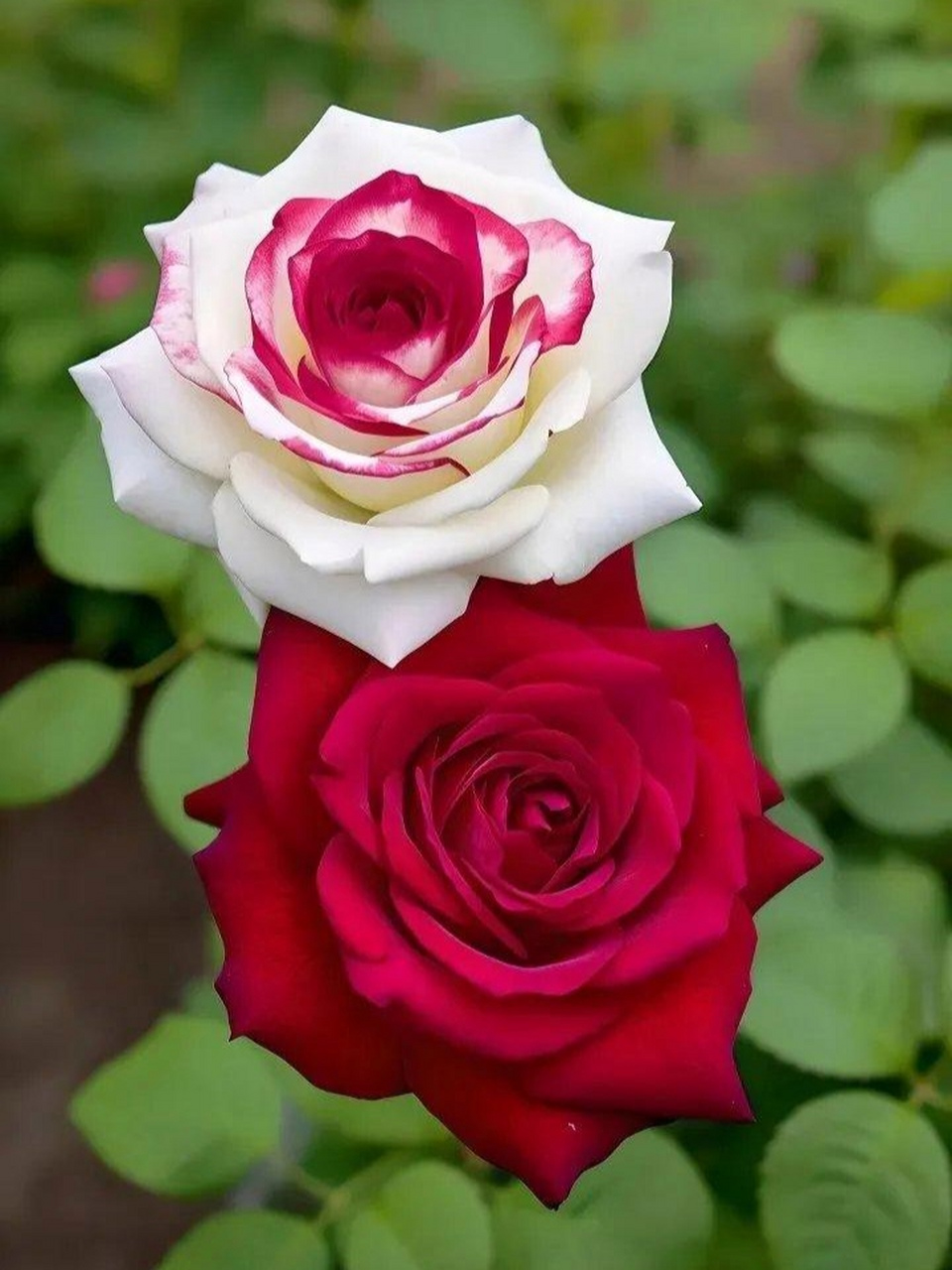 图片:双生月季,也叫双生玫瑰,美丽的花花与您共赏,愿您也一样笑靥如花