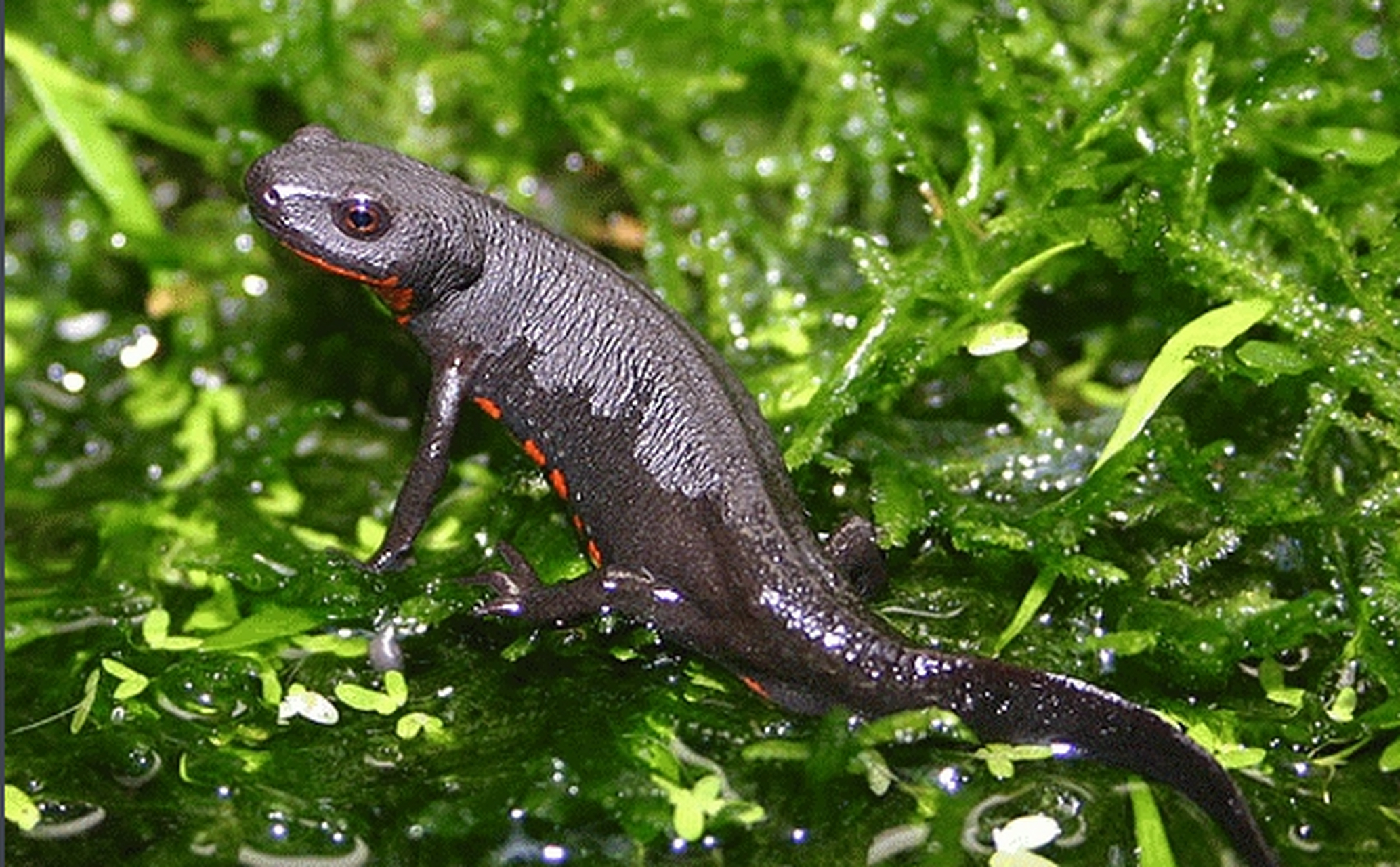 小火龙蝾螈需要一个宽敞,有岩石和树枝,有水源的饲养箱,主要吃昆虫等