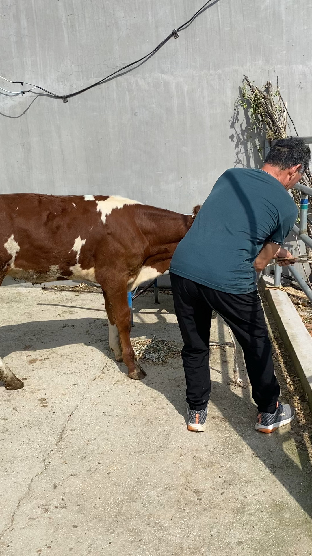 改良西门塔尔小母牛,紫红花净脸