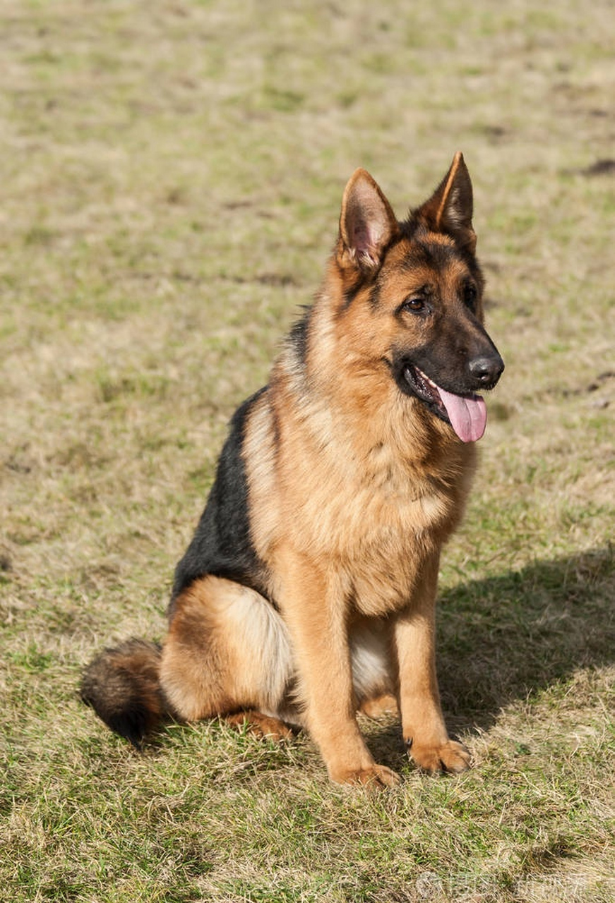 德国牧羊犬,一般训练用作警犬,能力超群