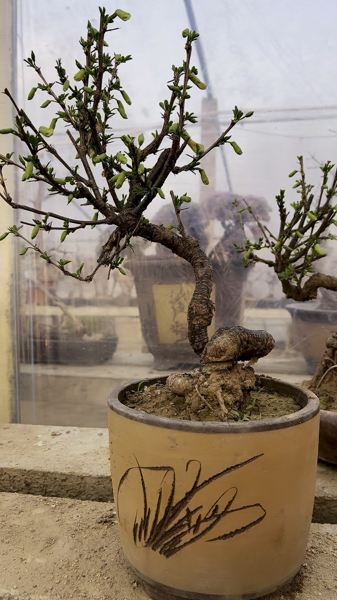 南雀和北雀的区别