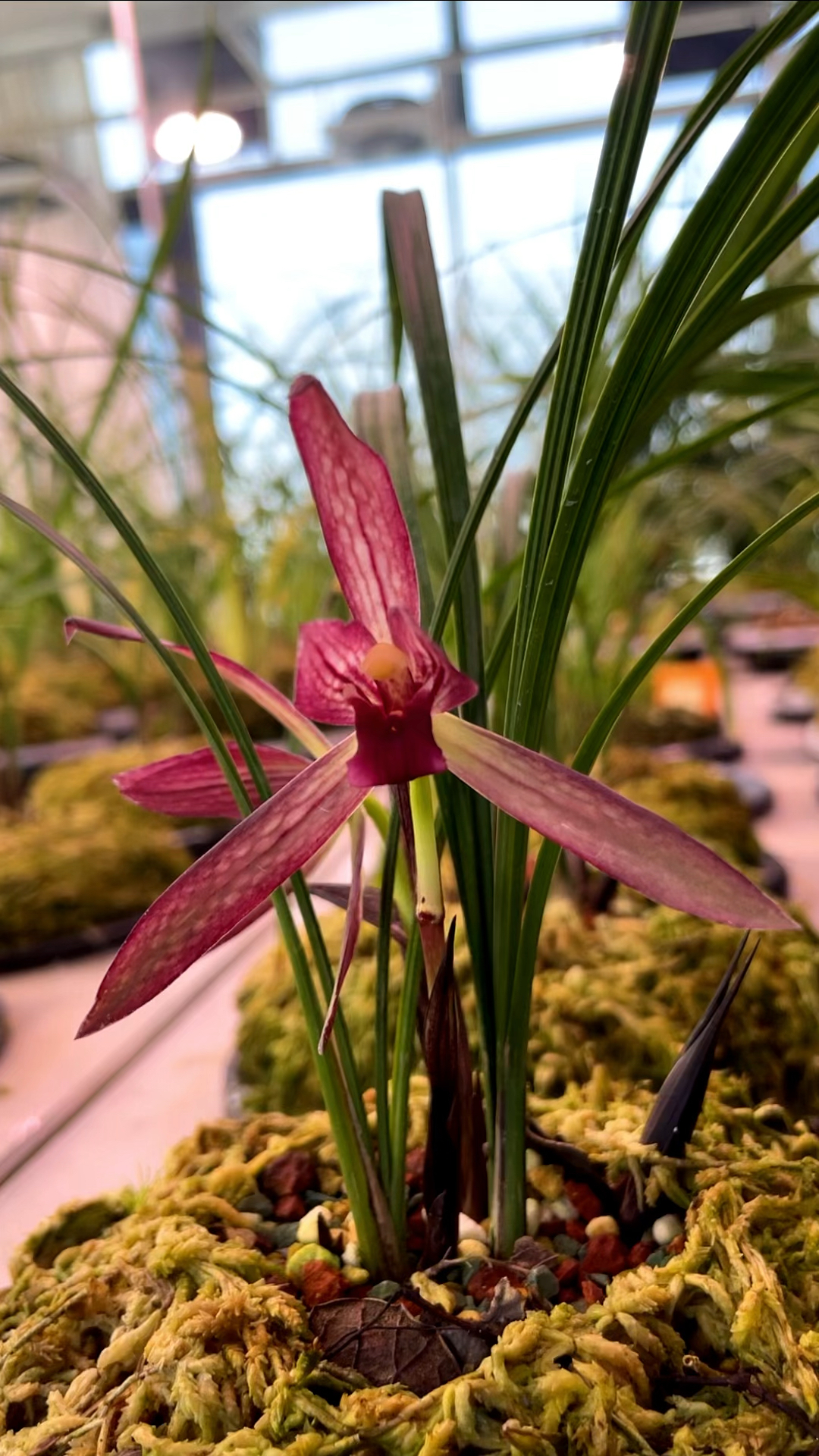 红钻开花,红红火火过大年#兰花鉴赏