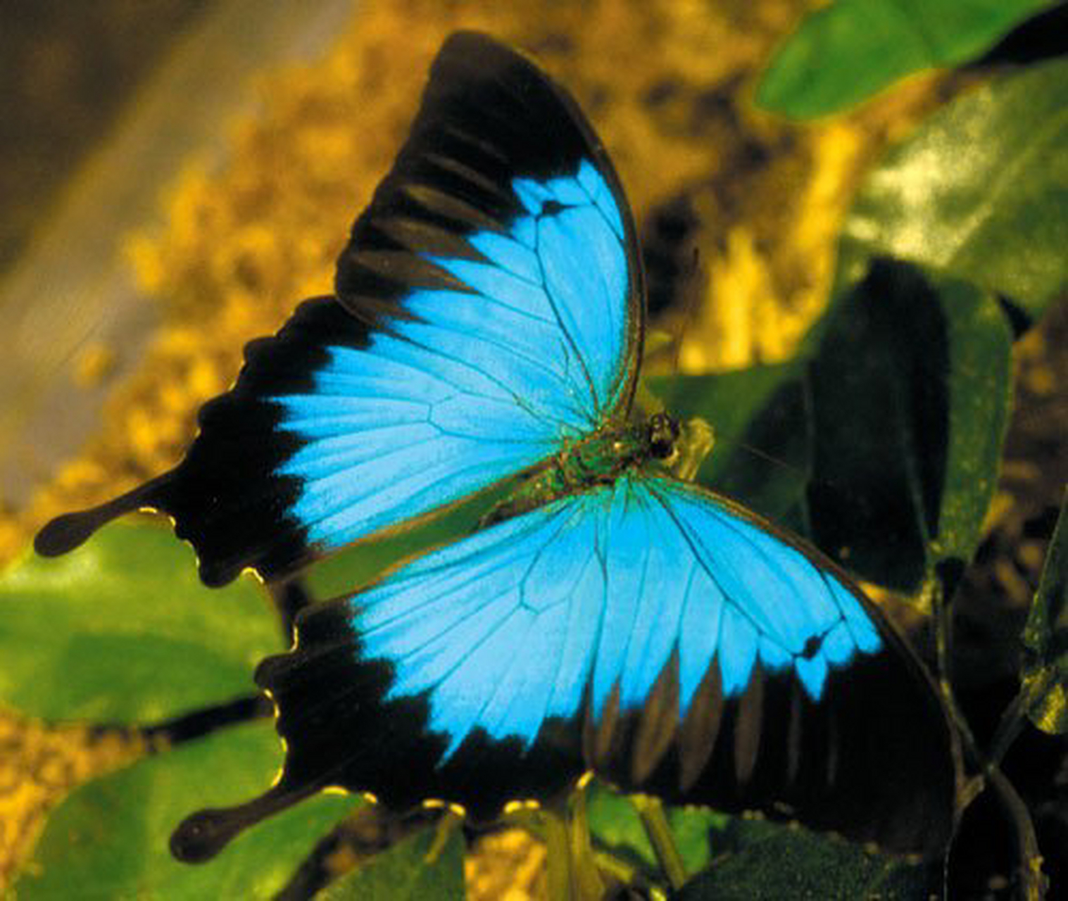 天堂凤蝶的翅膀主要由蓝,黑两色构成,后翅还长有黑色的尾突,翅背面为