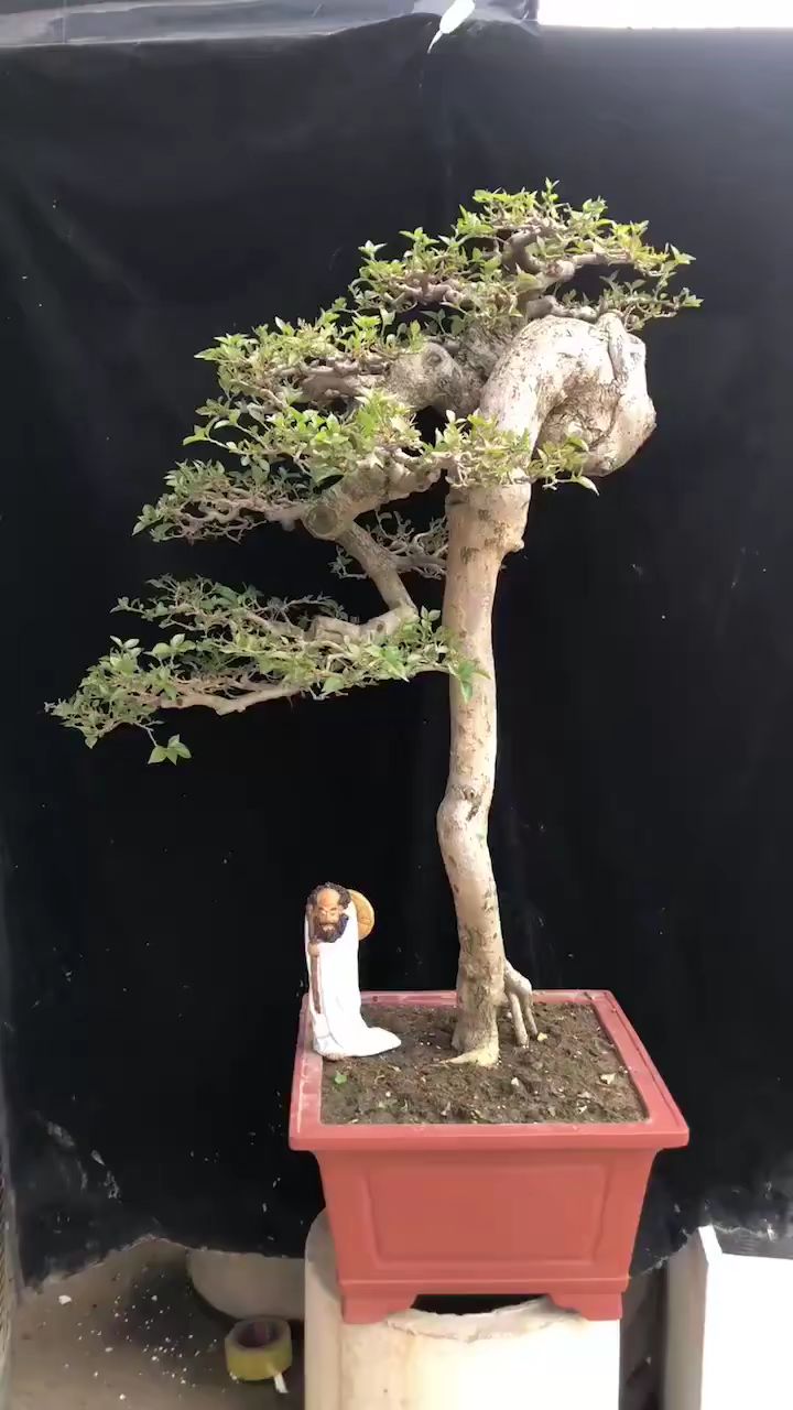 云头雨脚精品三角梅