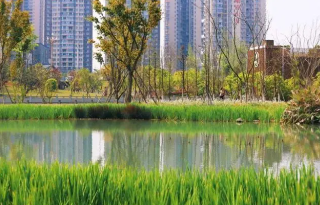 乐山荔枝湾网红景点