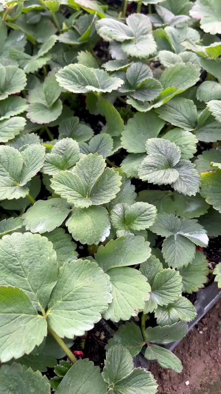 大叶宁玉草莓苗种苗大叶宁玉成熟早产量高耐运输