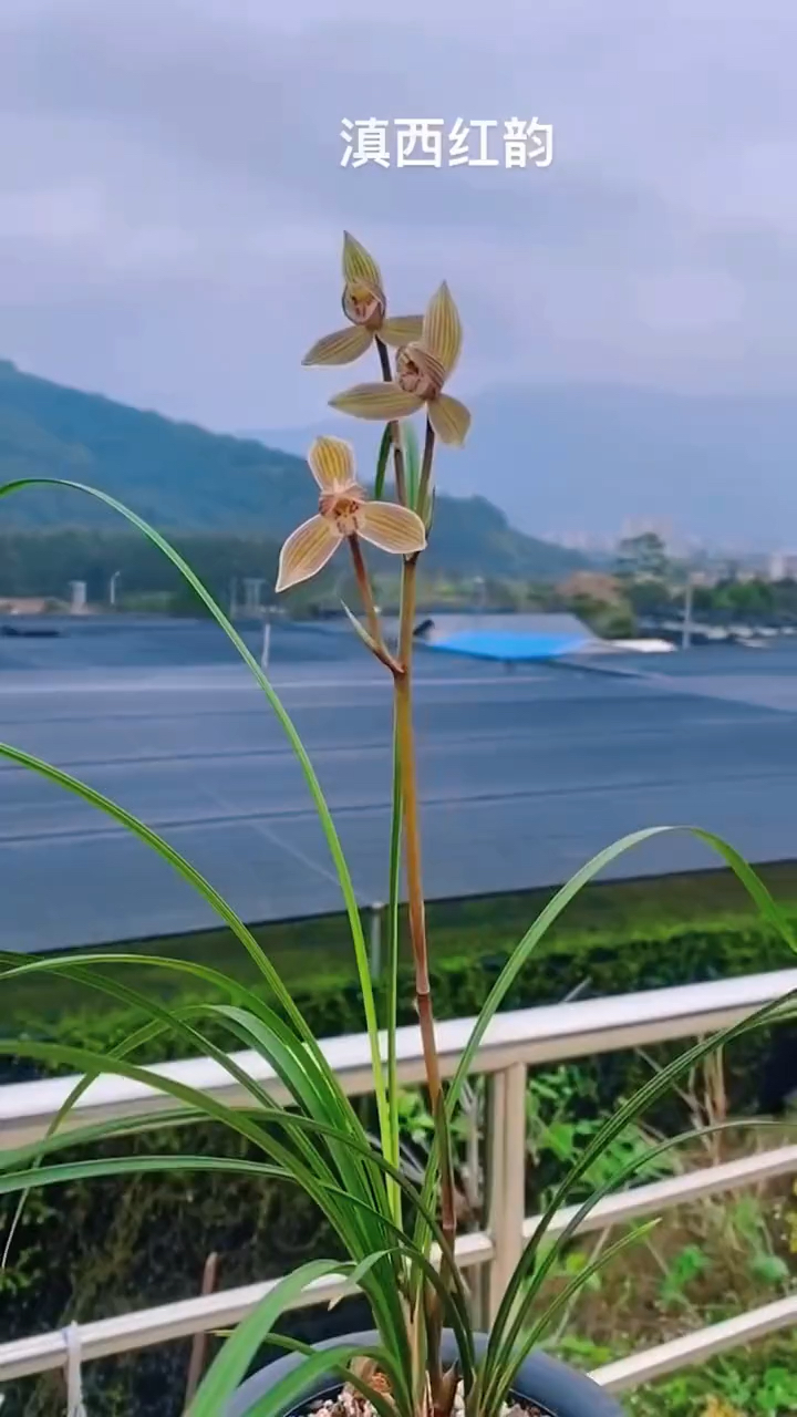 莲瓣兰滇西红韵