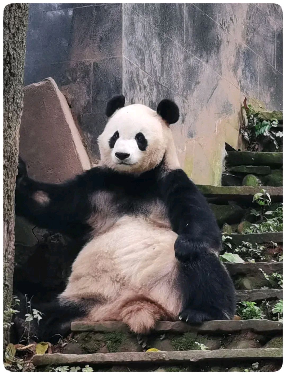 和旅居卡塔尔icon大熊猫四海的妈妈渝可icon渝爱