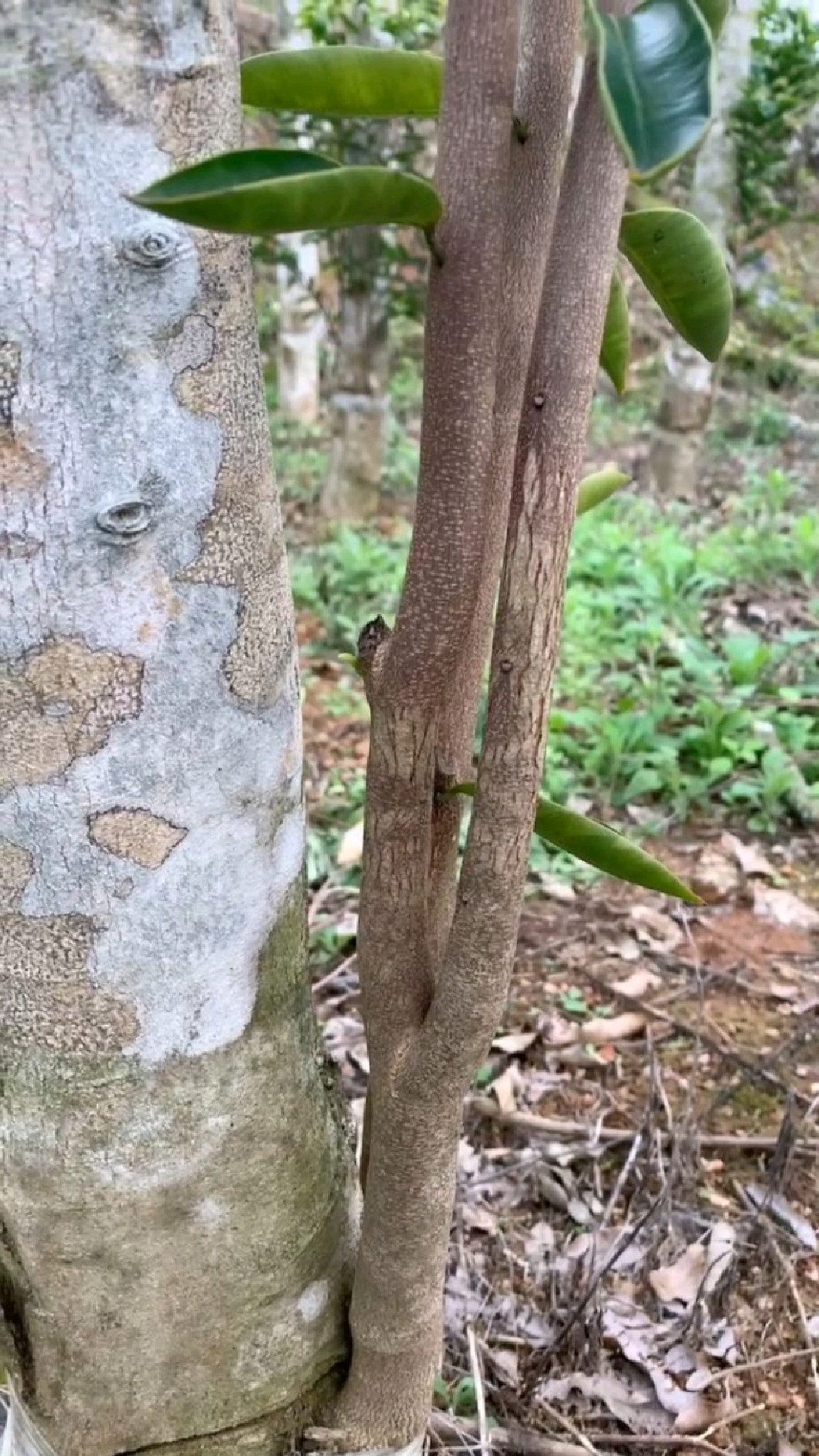 白木香大树改良奇楠,长势喜人