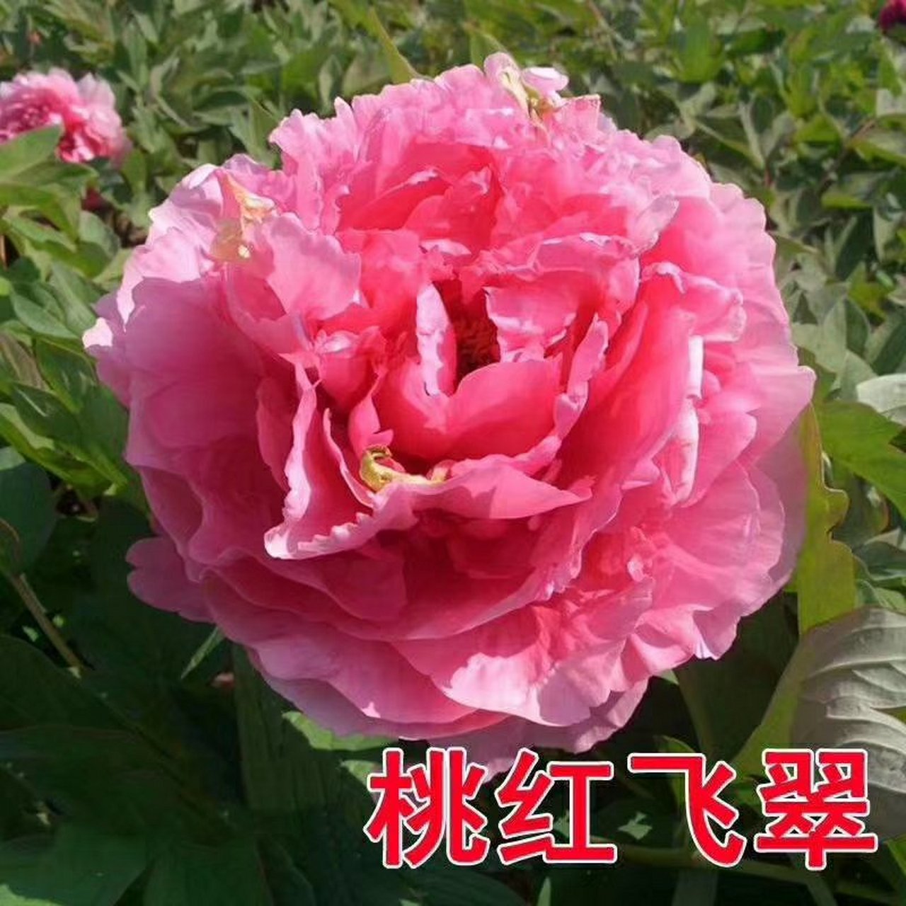 菏泽品种牡丹 桃红飞翠 花深粉红色,千层台阁型,株型高,开展型,生长势