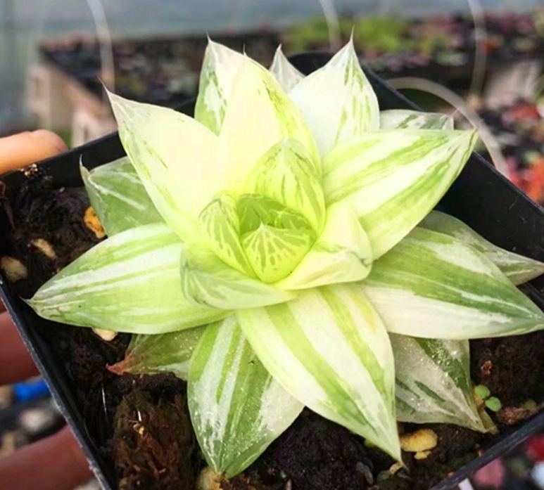 多肉-宝透草-绿叶别色生,总有芳华艳