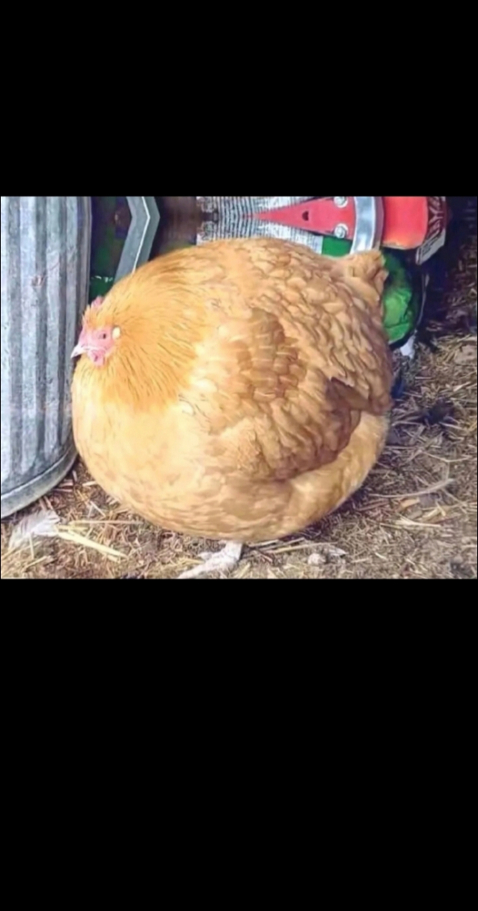这只母鸡咋这么胖